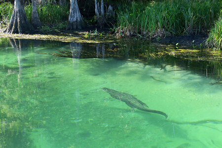 Wakulla